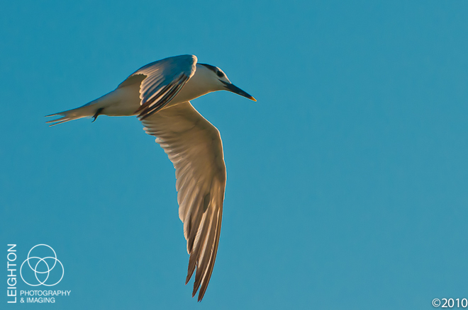 Sandwich Tern in Flight