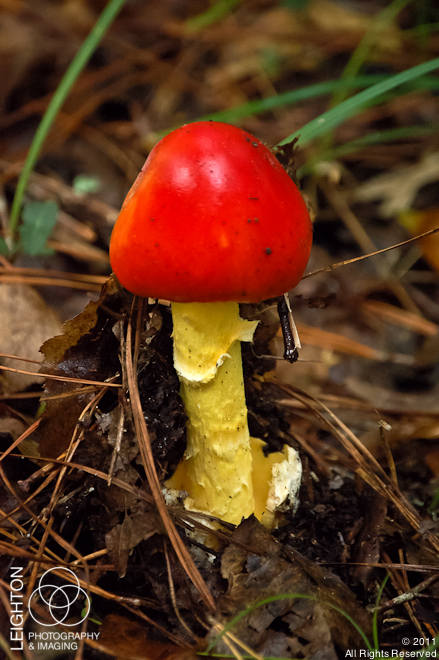 An emerging American Caesar's mushroom. What a beauty!