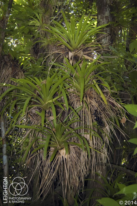 West Indian Tufted Airplants (Guzmania monostachia)