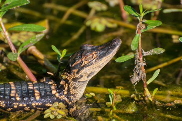 Baby Alligator Close-up