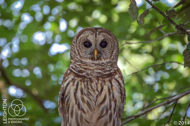 Fakahatchee Barred Owl