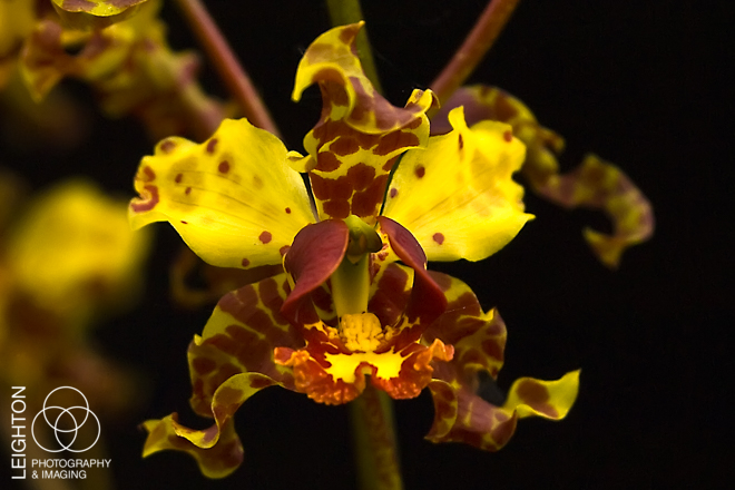Cigar Orchid (Cyrtopodium punctatum)