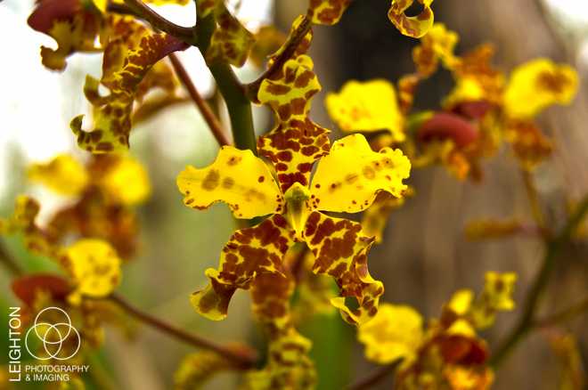 Cigar Orchid (Cyrtopodium punctatum)