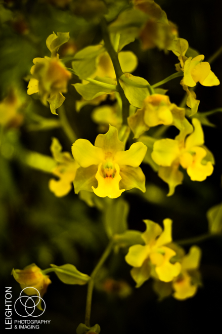 Yellow Cowhorn Orchid (Cyrtopodium polyphyllum)