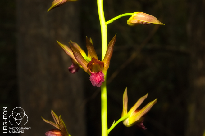 Wild Coco Orchid (Eulophia alta)