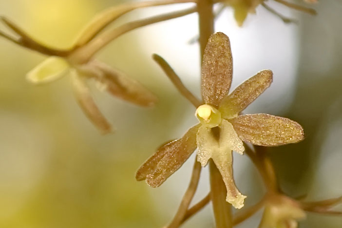 The Search for the Cranefly Orchid