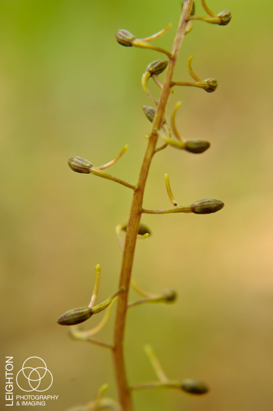 Cranefly Orchid - Tipularia discolor