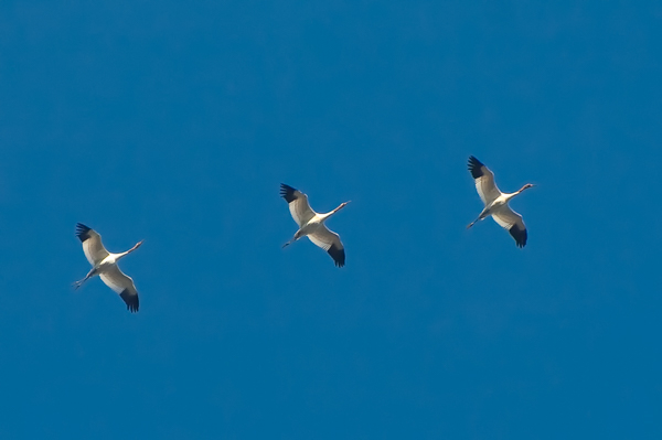 Operation Migration – Whooping Cranes Arrive in North Florida!