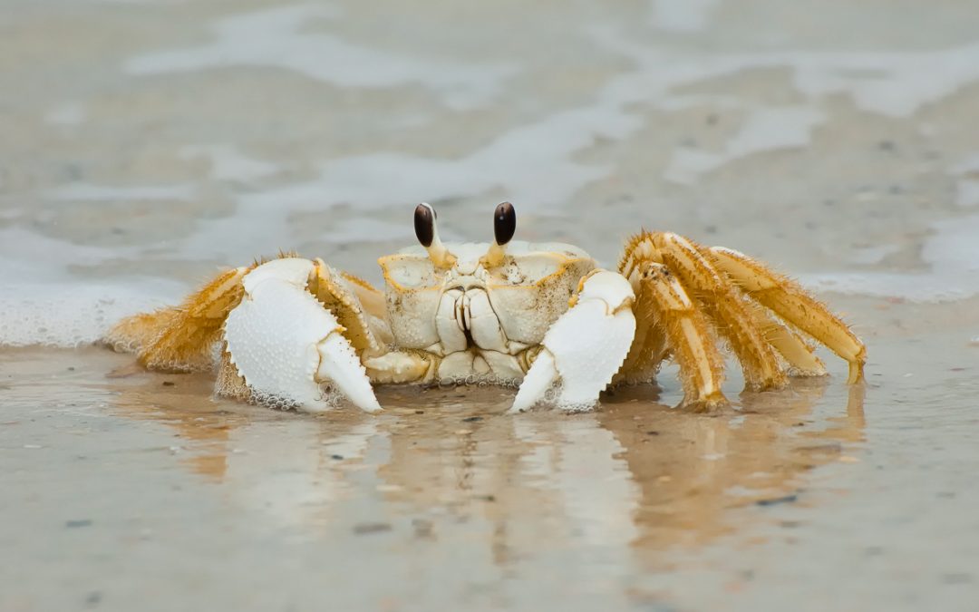 So Common, So Rarely Seen – The Florida Ghost Crab