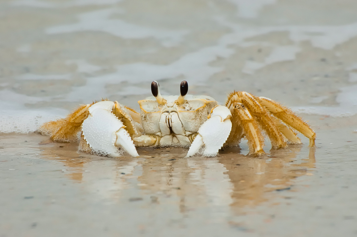 So Common, So Rarely Seen – The Florida Ghost Crab