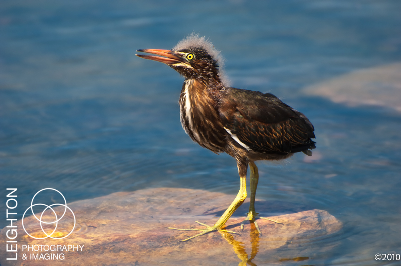 Close to Home – Baby Green Herons!