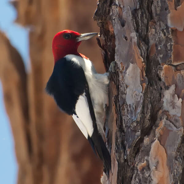 An Elusive Beauty – The Red-Headed Woodpecker