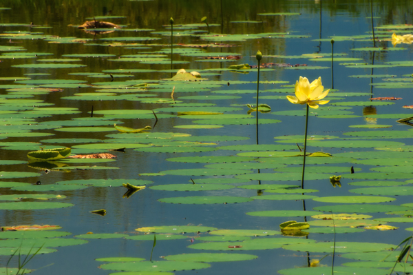 The American Lotus + A Trick for Better Nature Photography