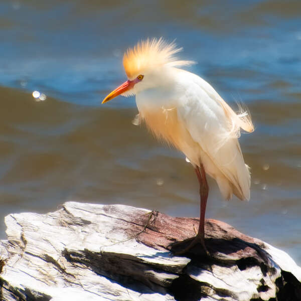 Unexpected Florida Beach Sighting – Cattle Egret in Breeding Plumage
