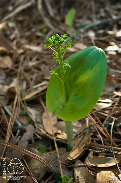 green adder's-mouth orchid (Malaxis unifolia)