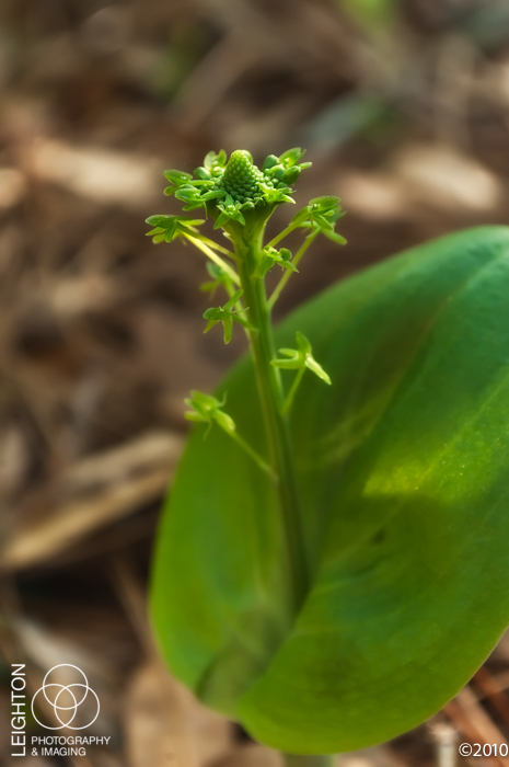 green adder's-mouth orchid (Malaxis unifolia)
