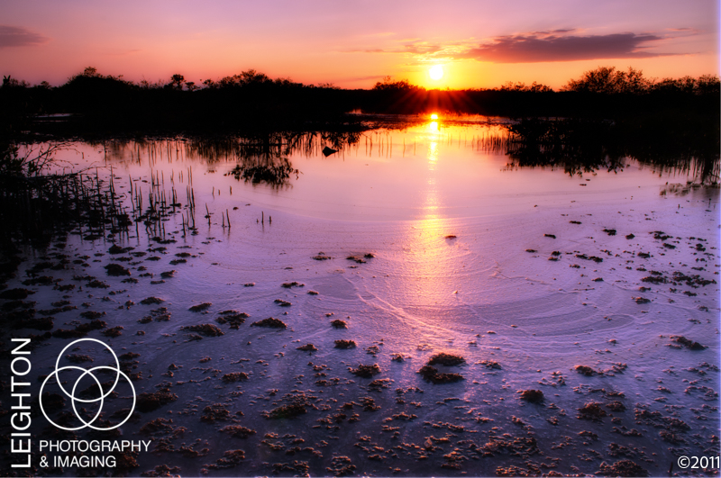 Estero Bay Salt Marsh