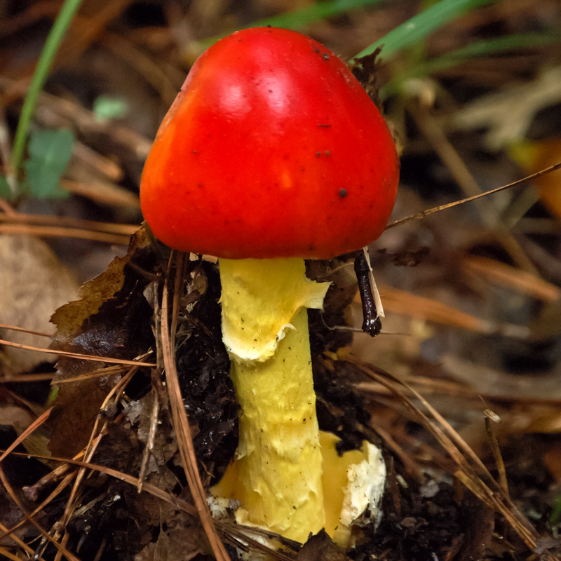 American Caesar’s Mushroom