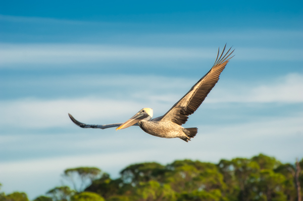 A Wonderful Bird is the Pelican…