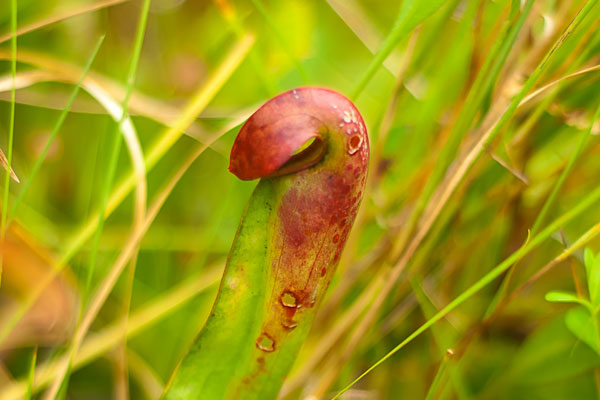 Hooded Pitcher Plant (Sarracenia minor) – Wetland Native Carnivorous Plant
