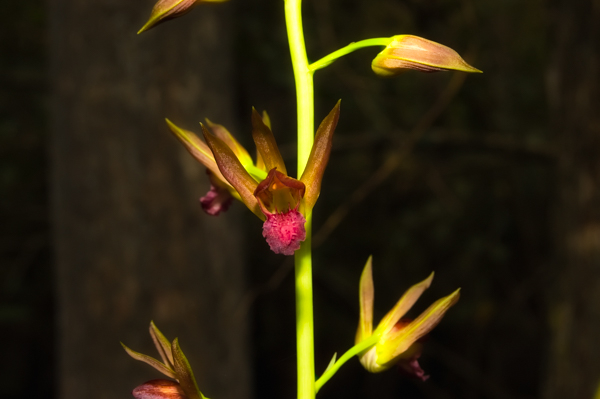 Florida’s Wild Native Orchids – Cymbidieae