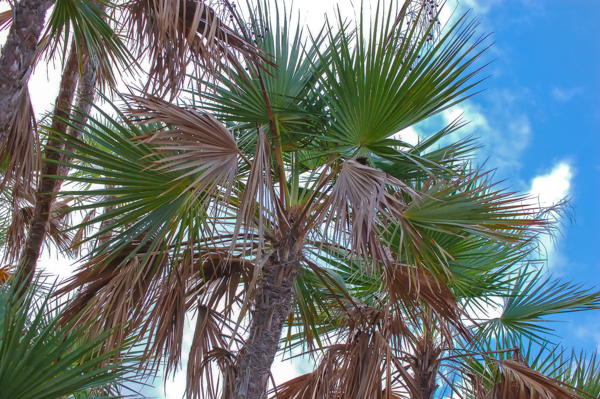 Paurotis Palm: A Florida Native!