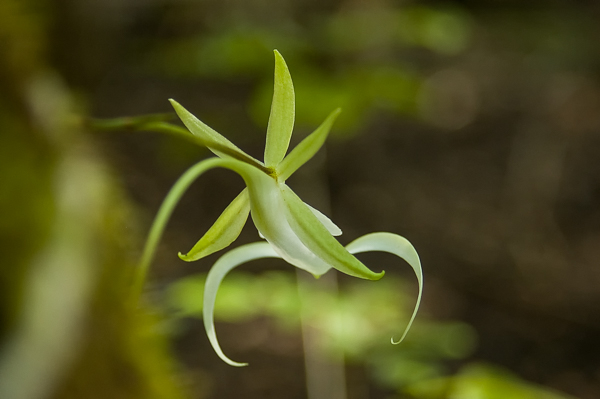 Ghost Orchid Photographed from an Unusual Angle