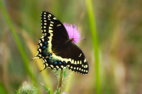 Swallowtail Butterflies of the American Southeast