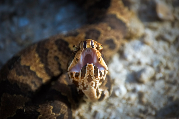 Florida Nature Facts #2 – Cottonmouth (AKA Water Moccasin)