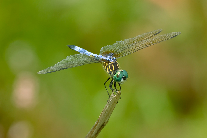 Florida Nature Facts #5 – Dragonflies