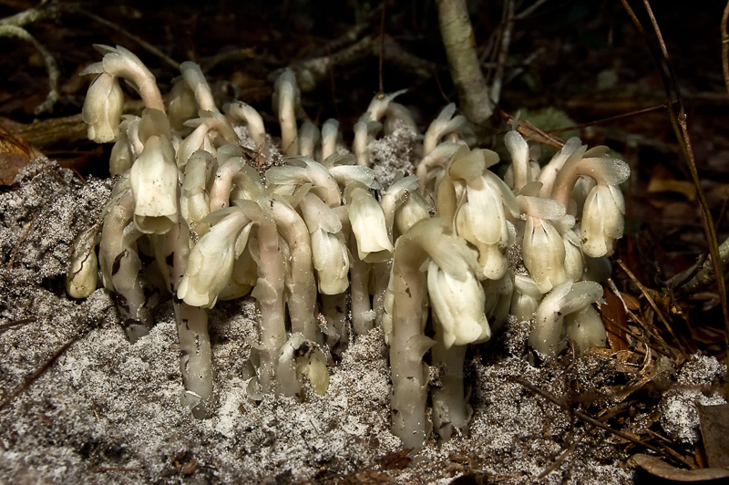 Florida Nature Facts #15 – Indian Pipes