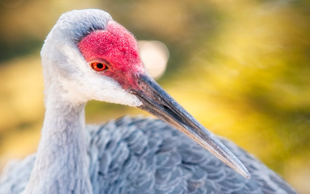 Florida Nature Facts #11 – Sandhill Cranes