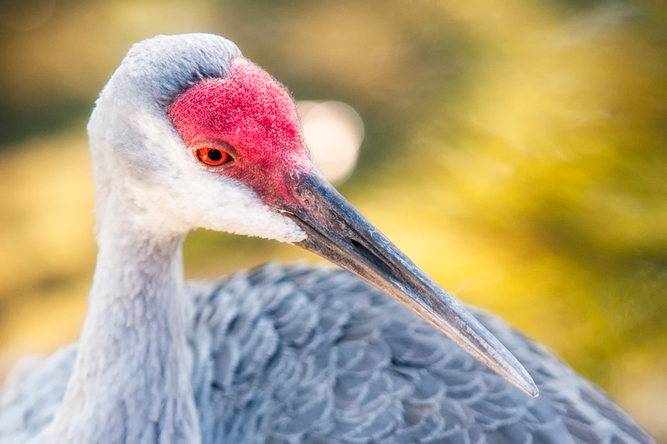 Florida Nature Facts #11 – Sandhill Cranes