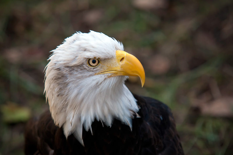 Florida Nature Facts #47 – Bald Eagles