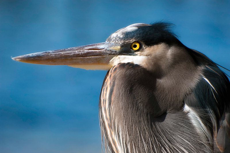 Florida Nature Facts #45 – Great Blue Heron