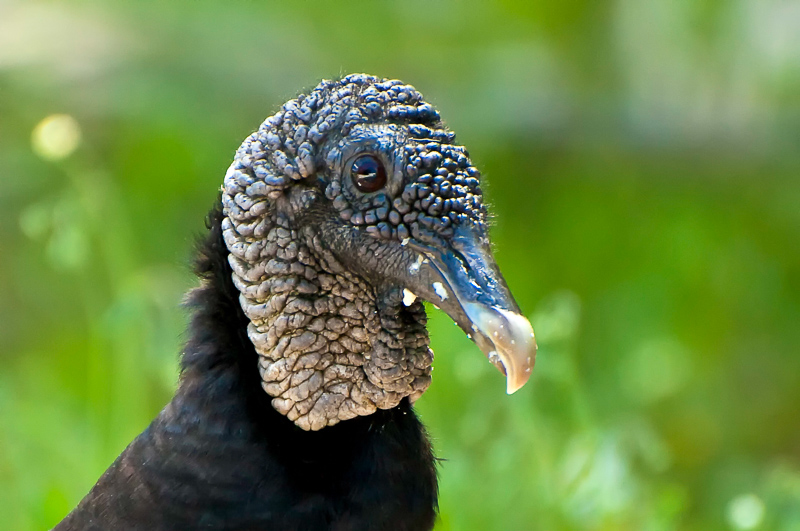 Florida Nature Facts #44 – Vultures