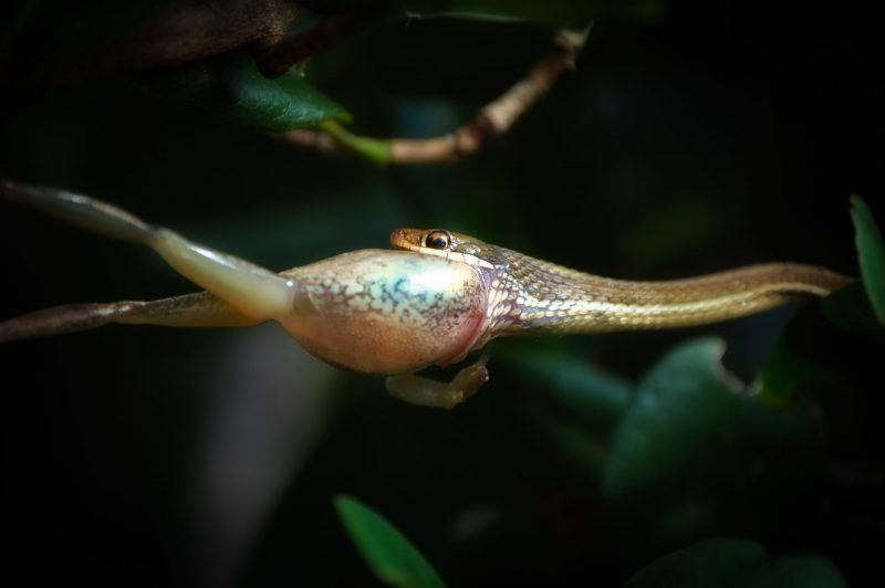 Florida Nature Facts #52 – Snakes
