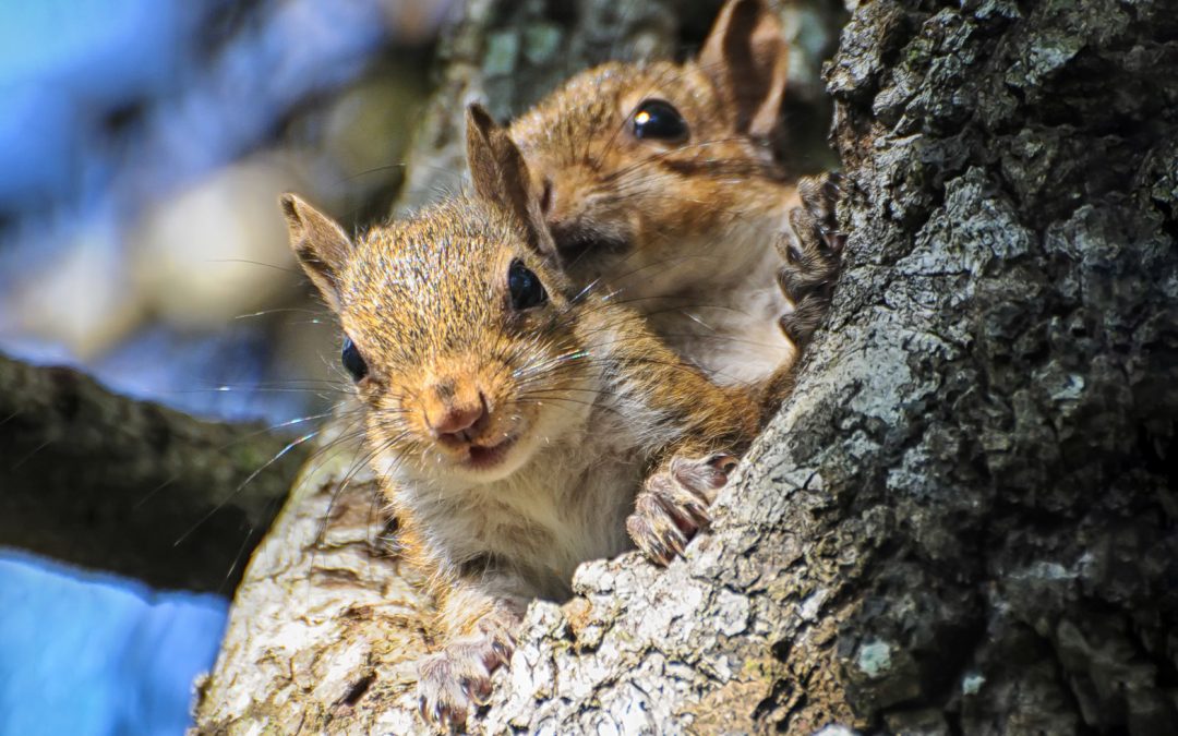 Florida Nature Facts #67 – Squirrels