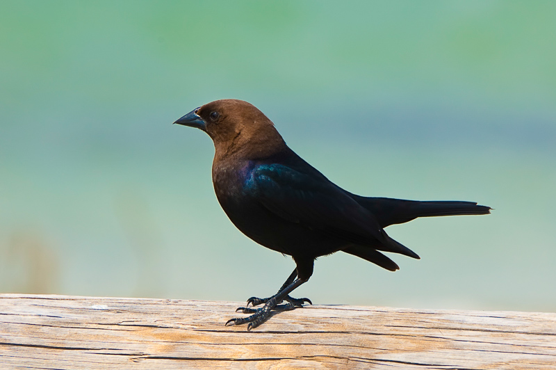 Florida Nature Facts #74 – Brown-Headed Cowbird