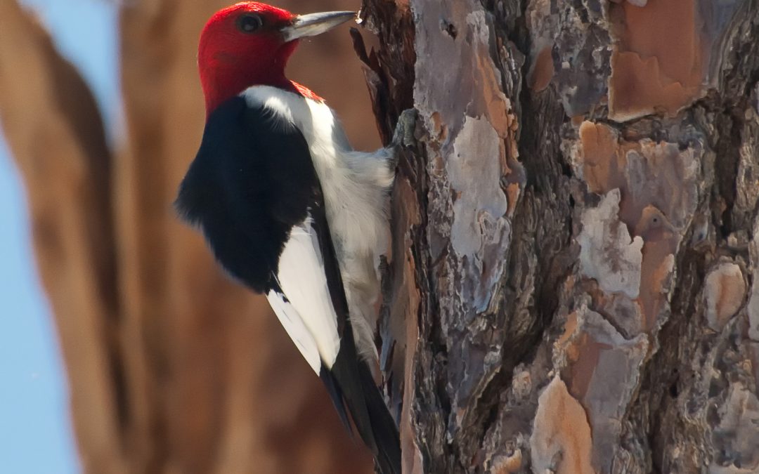 Florida Nature Facts #70 – Woodpeckers