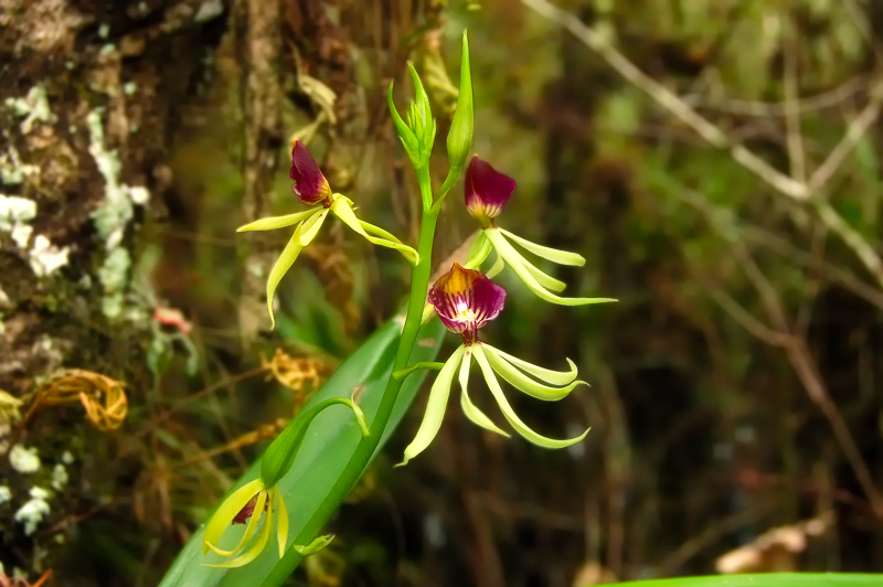 Florida Nature Facts #76 – Native Orchids