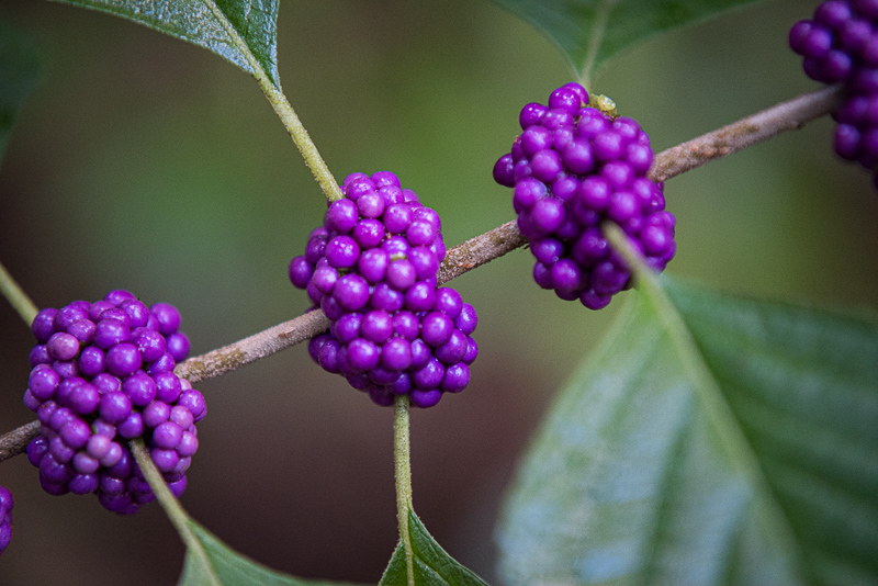 Florida Nature Facts #84 – Beautyberry