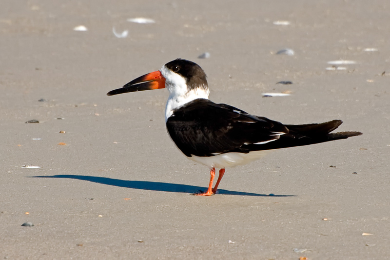 Florida Nature Facts #86 – Black Skimmers