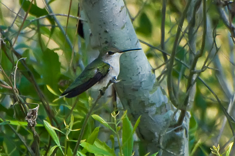 Florida Nature Facts #88 – Hummingbirds