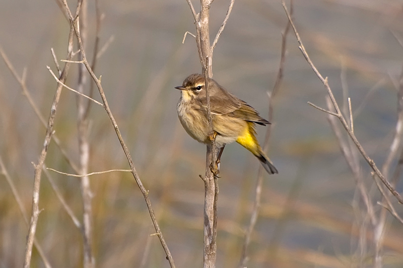 Florida Nature Facts #102 – Warblers