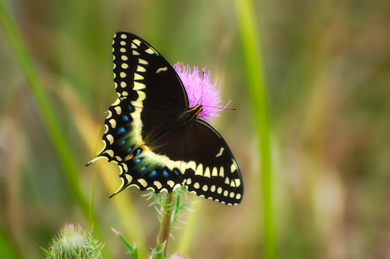Florida Nature Facts #121 – Butterflies