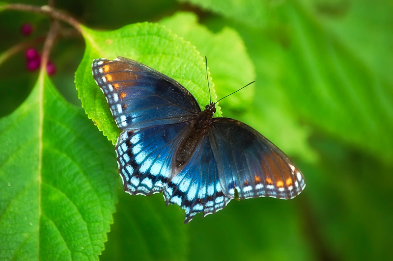 Florida Nature Facts #120 – Butterflies