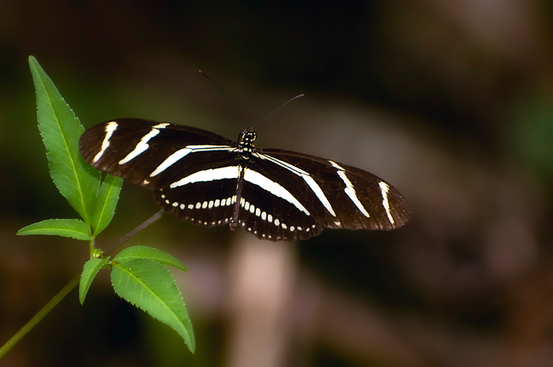 Florida Nature Facts #127 – Zebra Longwing
