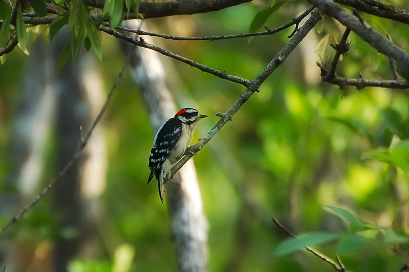 Florida Nature Facts #141 – Downy Woodpecker