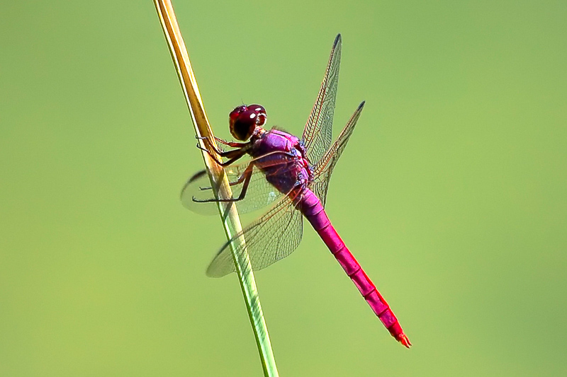 Florida Nature Facts #143 – Dragonflies